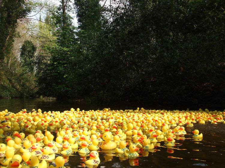 Lymm Duck Race